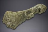 Fossil Sauropod (Camarasaurus) Ulna with Metal Stand - Colorado #350494-3